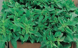 What is good about the Dwarf basil variety: reviews from those who grew it, advantages and disadvantages