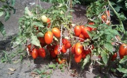 The Lel tomato, which is gaining popularity among summer residents