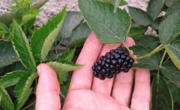 Sommer Blackberry Care Guide for en flott høst