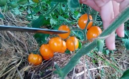 Arahan langkah demi langkah untuk menanam tomato Golden Nugget dan faedahnya