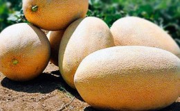 Melone uzbeko dolce e aromatico Gulyabi: come scegliere e come coltivarlo da soli