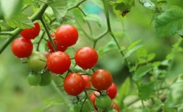 Kami menanam tomato gula-gula di plot kami sendiri: Tomato ceri manis