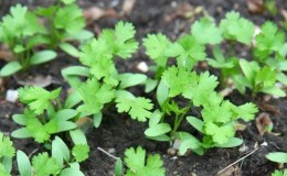 Tecnologia di semina del prezzemolo per una germinazione rapida