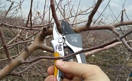 Timing, instructies en diagrammen voor het snoeien van een appelboom in de herfst voor beginners