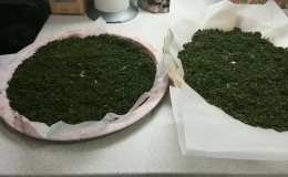 Guía paso a paso para fermentar hojas de grosella para preparar té en casa.