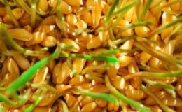 Caratteristiche della produzione e dell'utilizzo dei germogli di grano