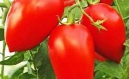 Lunefull å ta vare på, men elsket av sommerboere, Pink Flamingo-tomaten: egenskaper og beskrivelse av sorten