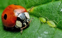 Πώς να καταπολεμήσετε τις αφίδες στα αγγούρια από το κάτω μέρος των φύλλων: τα πιο αποτελεσματικά μέτρα για να σώσετε την καλλιέργεια