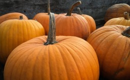 Características del cultivo de variedades de calabaza de frutos grandes.