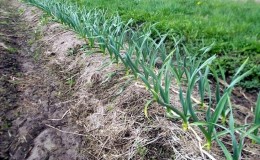 Geheimnisse der Pflege von Winterknoblauch im Frühling