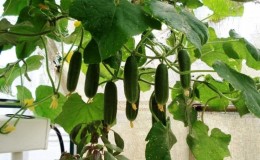 The best varieties of shade-tolerant cucumbers for the greenhouse