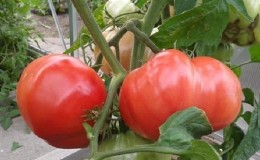 Panduan untuk menanam tomato Bogatyr Rusia di tanah terbuka atau rumah hijau untuk tukang kebun pemula