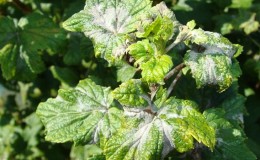 Measures to combat powdery mildew on currants, if the berries have already appeared in the spring