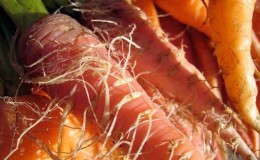 Reasons why carrots are soft in the ground and what to do about it