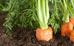 The best ways and life hacks on how to plant carrots without thinning