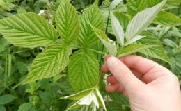 Cómo preparar adecuadamente hojas de frambuesa para té en casa durante el invierno.