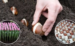 Cuándo plantar tulipanes en otoño en campo abierto.