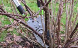 Step-by-step instructions on how to prune currants in the spring for a good harvest