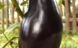 Tidlig modning og varmekjær aubergine Vera fra innenlandske oppdrettere