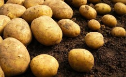 Como verificar a presença de cádmio nas batatas e por que é perigoso para os humanos