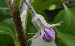 Vad ska man göra om aubergineblommor faller av i ett växthus och varför händer det?