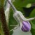 What to do if eggplant flowers fall off in a greenhouse and why does this happen?