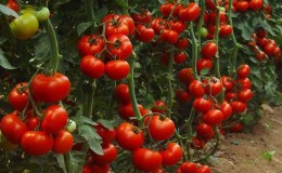 Stabil og lettstelt, den spenstige Zhenaros-tomaten er en gave fra nederlandske oppdrettere