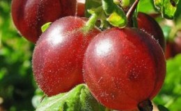 Varieti gooseberry yang menghasilkan tinggi dengan buah merah tua Rusia