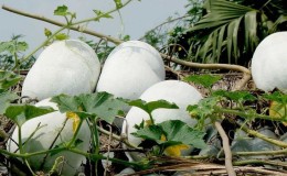 Propiedades medicinales de la calabaza de cera y características de su cultivo.