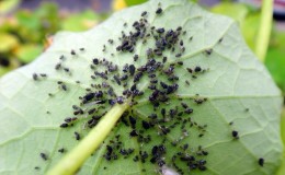 Por qué los pulgones negros son peligrosos para los pepinos y cómo combatir la plaga de la forma más eficaz posible