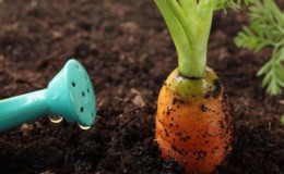 Instructions pour arroser les carottes en août en pleine terre pour les jardiniers débutants