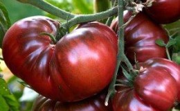 How to grow a Black Elephant tomato