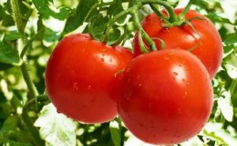 Bagaimana untuk mencapai hasil yang tinggi daripada tomato merah