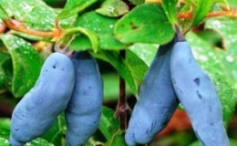 Las variedades de madreselva más dulces y grandes de Siberia.