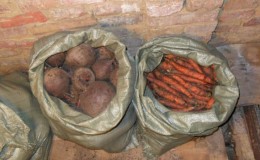 The best ways to store beets: choosing the right one and protecting the crop from damage