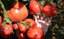 Tomato yang lazat dengan buah-buahan yang besar - tomato Miracle of the Earth