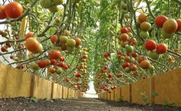 Tomato yang tinggi dan hasil tinggi untuk rumah hijau: jenis terbaik dan membantu dalam memilih yang sesuai untuk anda