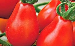 Bagaimana untuk menanam tomato Pear Merah pada plot anda sendiri: mengkaji pelbagai dan rahsia penjagaan dari tukang kebun yang berpengalaman