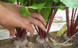 Is it necessary and possible to pluck leaves from beets during growth: consider the feasibility and learn how to do it