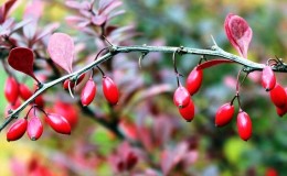 Πώς μοιάζει και τι είναι το barberry;