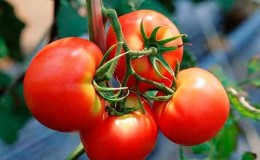 Adakah patut menanam tomato Betta di plot anda? Ciri-ciri dan gambar varieti, nuansa penanaman