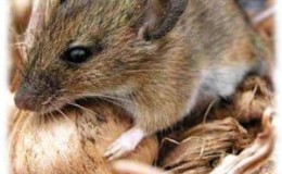 Bagaimana untuk menghilangkan tikus dan tikus yang menggerogoti kentang di dalam bilik bawah tanah