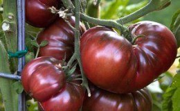 A new product from breeders that has become a favorite among gardeners - the Chocolate Miracle tomato: reviews and photos of the harvest