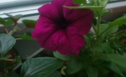 A guide to cutting petunia in the summer for novice gardeners