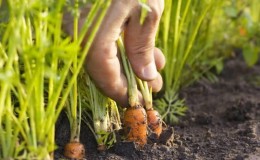 A guide to planting carrots before winter for beginner gardeners