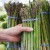 Apakah asparagus yang baik untuk penurunan berat badan dan cara memakannya dengan betul semasa melawan berat badan berlebihan