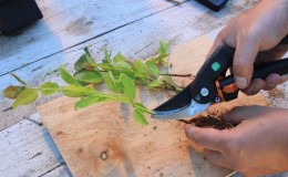 Instructions for propagating plums by cuttings in summer: from preparing cuttings to caring for seedlings