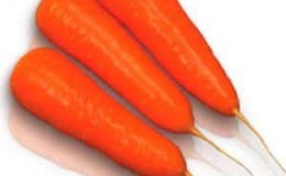 High-yielding variety of Kuroda carrots with a long shelf life