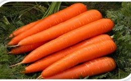 Frost-resistant carrot variety Queen of Autumn