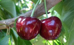 ¿Qué tiene de bueno la variedad de cereza Bull's Heart y por qué debería intentar cultivarla?